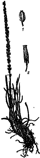 Пищевые растения Сибири - i_052.png