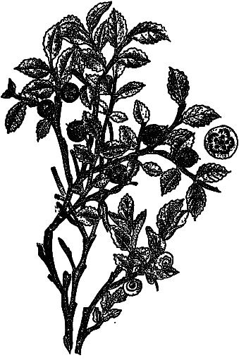 Пищевые растения Сибири - i_055.png