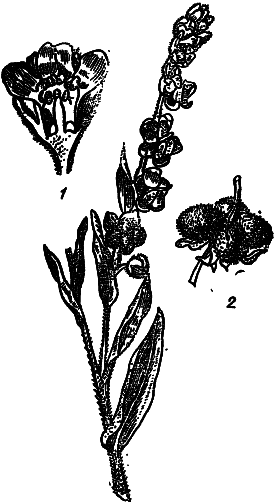 Пищевые растения Сибири - i_056.png