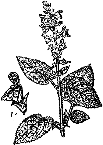 Пищевые растения Сибири - i_057.png