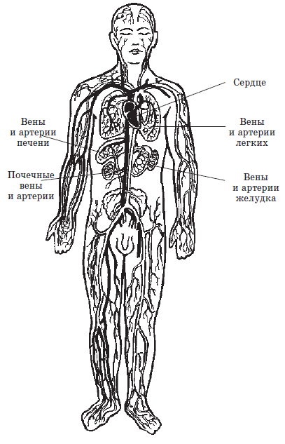 Алхимия здоровья: 6 «золотых» правил - i_001.png