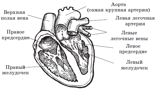 Алхимия здоровья: 6 «золотых» правил - i_002.png