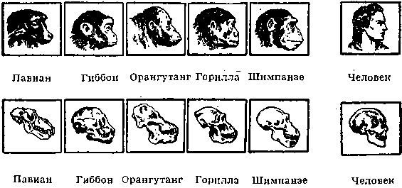 Бог, Адам и общество - i_005.jpg