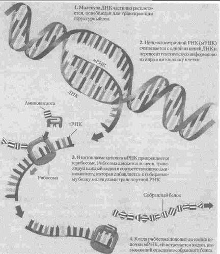 Эволюционная психология. Секреты поведения Homo sapiens - img215F.jpg