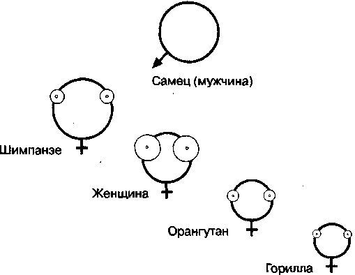 Эволюционная психология. Секреты поведения Homo sapiens - img24B4.jpg