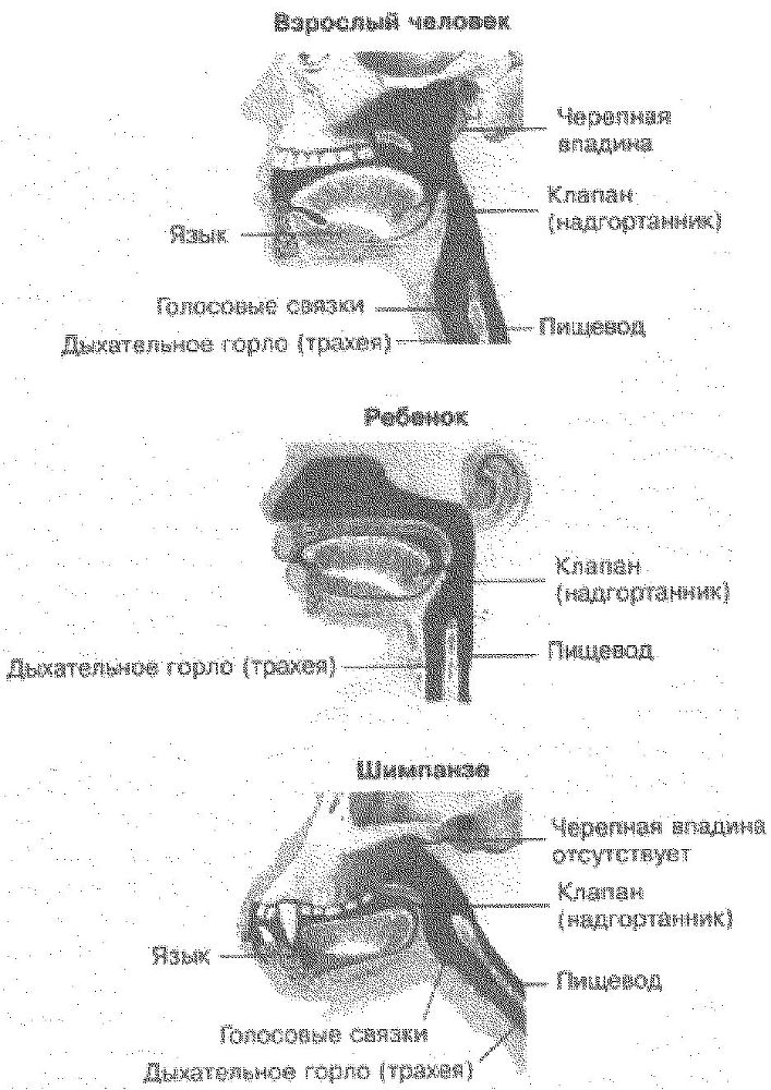 Эволюционная психология. Секреты поведения Homo sapiens - img6B78.jpg