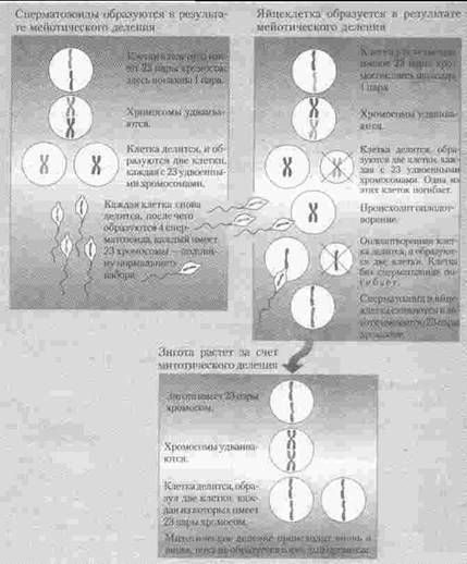 Эволюционная психология. Секреты поведения Homo sapiens - img94CF.jpg