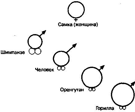 Эволюционная психология. Секреты поведения Homo sapiens - imgDACA.jpg