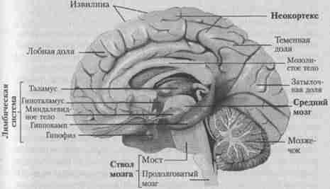 Эволюционная психология. Секреты поведения Homo sapiens - imgE84B.jpg