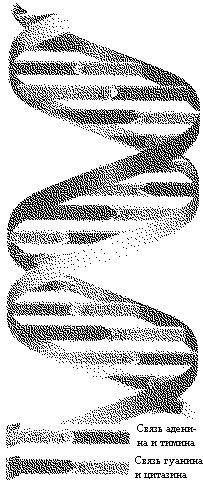 Эволюционная психология. Секреты поведения Homo sapiens - imgEC16.jpg