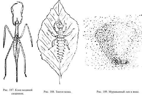 Приключения с насекомыми - pic_100.jpg