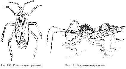 Приключения с насекомыми - pic_101.jpg