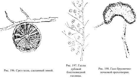 Приключения с насекомыми - pic_104.jpg