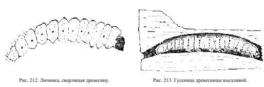 Приключения с насекомыми - pic_110.jpg