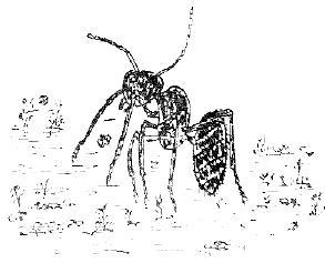 Приключения с насекомыми - pic_116.jpg