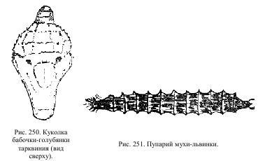 Приключения с насекомыми - pic_125.jpg