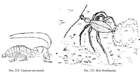 Приключения с насекомыми - pic_126.jpg
