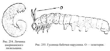 Приключения с насекомыми - pic_127.jpg