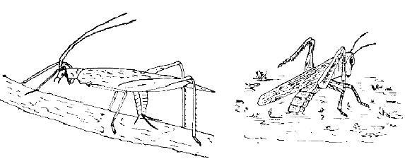 Приключения с насекомыми - pic_14.jpg