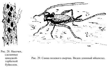 Приключения с насекомыми - pic_15.jpg