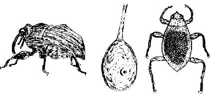 Приключения с насекомыми - pic_17.jpg