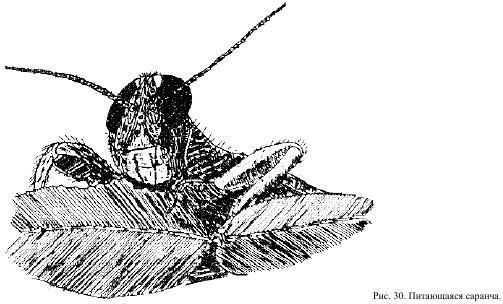 Приключения с насекомыми - pic_19.jpg