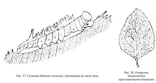 Приключения с насекомыми - pic_20.jpg