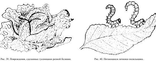 Приключения с насекомыми - pic_21.jpg