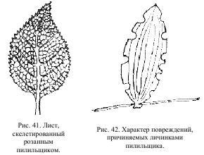 Приключения с насекомыми - pic_22.jpg