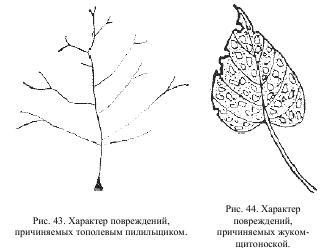 Приключения с насекомыми - pic_23.jpg