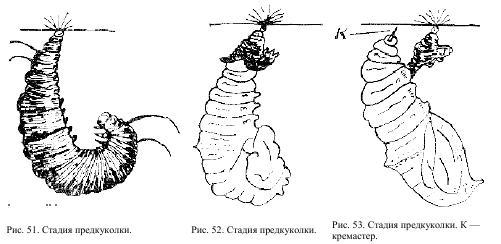 Приключения с насекомыми - pic_29.jpg