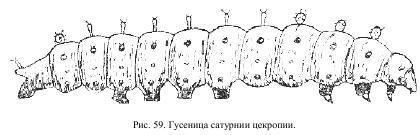 Приключения с насекомыми - pic_33.jpg