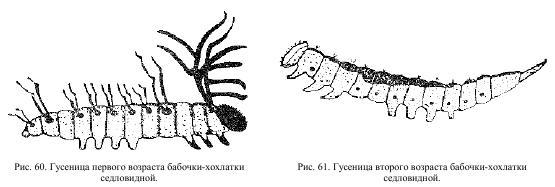 Приключения с насекомыми - pic_34.jpg