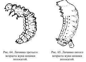 Приключения с насекомыми - pic_36.jpg