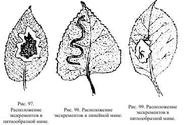 Приключения с насекомыми - pic_52.jpg