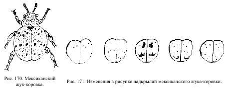 Приключения с насекомыми - pic_92.jpg