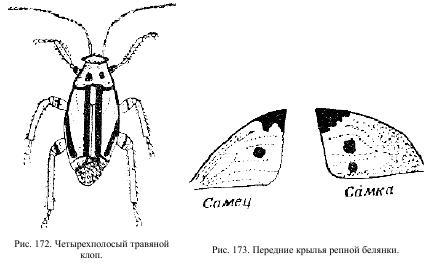 Приключения с насекомыми - pic_93.jpg