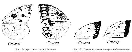 Приключения с насекомыми - pic_94.jpg