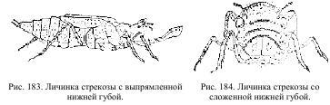 Приключения с насекомыми - pic_98.jpg