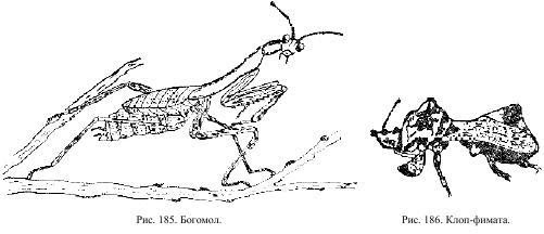 Приключения с насекомыми - pic_99.jpg