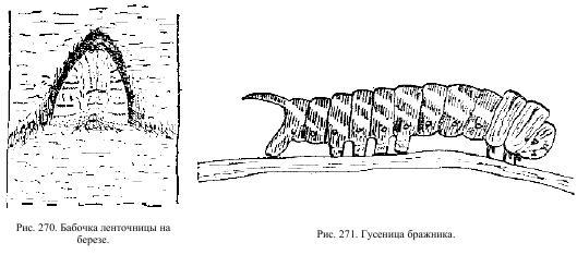 Приключения с насекомыми - pic_135.jpg