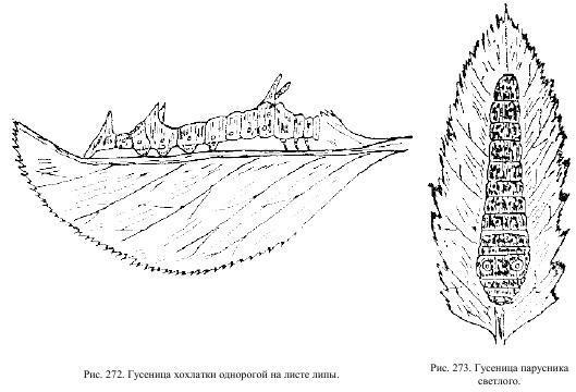 Приключения с насекомыми - pic_136.jpg