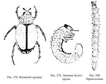 Приключения с насекомыми - pic_139.jpg