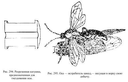 Приключения с насекомыми - pic_147.jpg