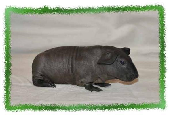 Зачем живут патиссоны? - _21.jpg