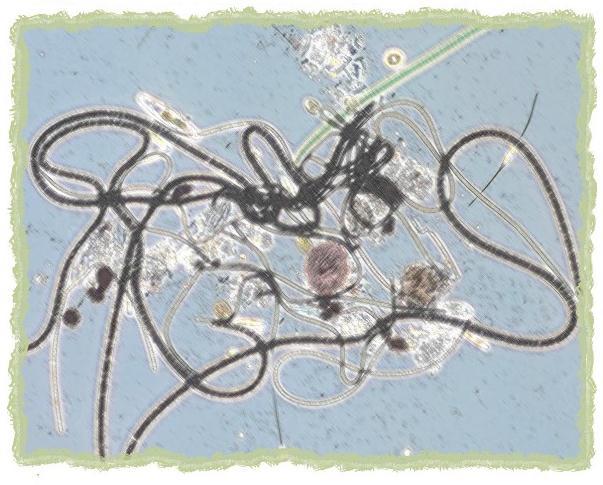 Зачем живут патиссоны? - _34.jpg