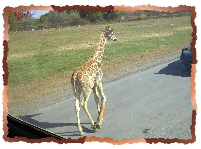 Зачем живут патиссоны? - _33.jpg