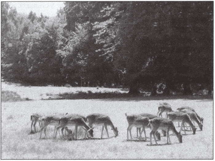 Замки баварского короля - i_095.jpg