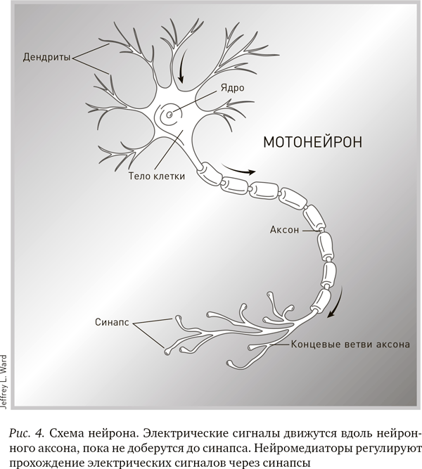 Будущее разума - i_004.png