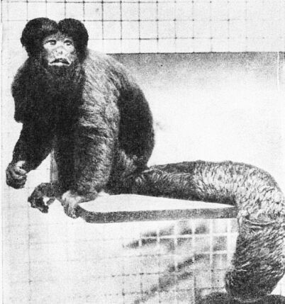 Приматы - _2iropot.jpg